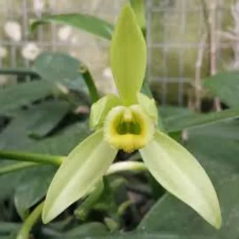 Green Orchids